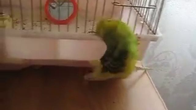попугай ключи дома забыл смотреть онлайн