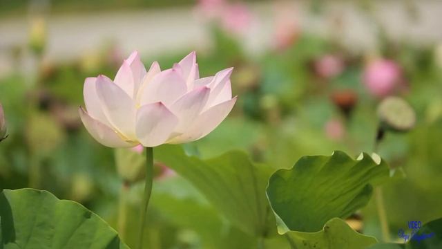 Целительная музыка для медитации смотреть онлайн