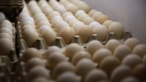 Птицефабрика