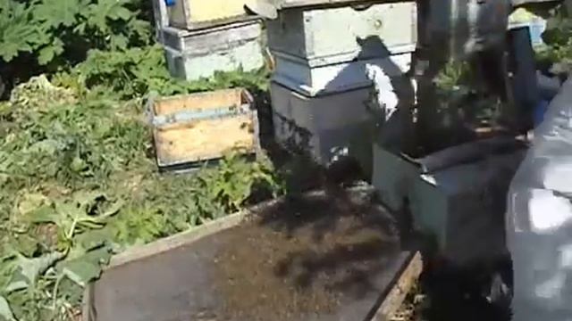 роение пчел - семья пчел в роевом состояни, как недопустить роения и получить товарный мед от пчел смотреть онлайн