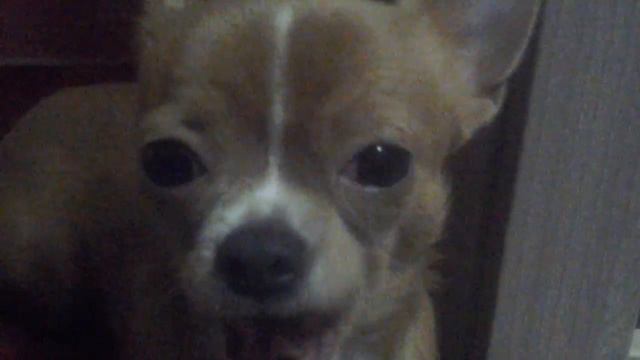 Бедная собака смотреть онлайн