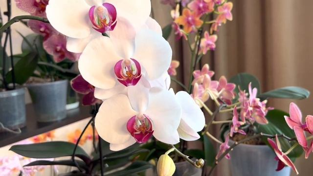 Красные Орхидеи в моей коллекции смотреть онлайн