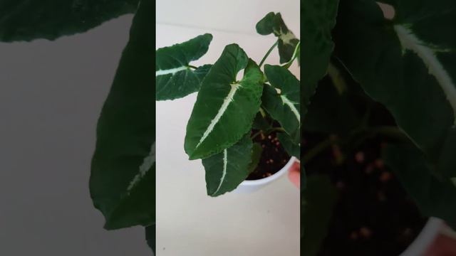 Syngonium Wenlandii #syngoniums #syngonium #houseplants #indoorplants #syngoniumplant #plantcare