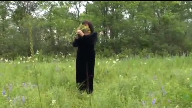 Пыл щавать. Светлана Матвеева