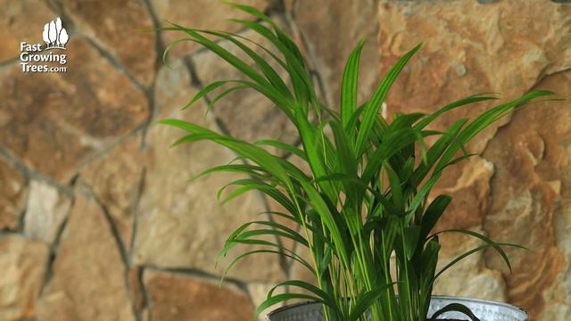 Areca Palm Tree | FastGrowingTrees.com смотреть онлайн