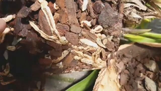 ЦИМБИДИУМ пересадка - Корни орхидеи смотреть онлайн