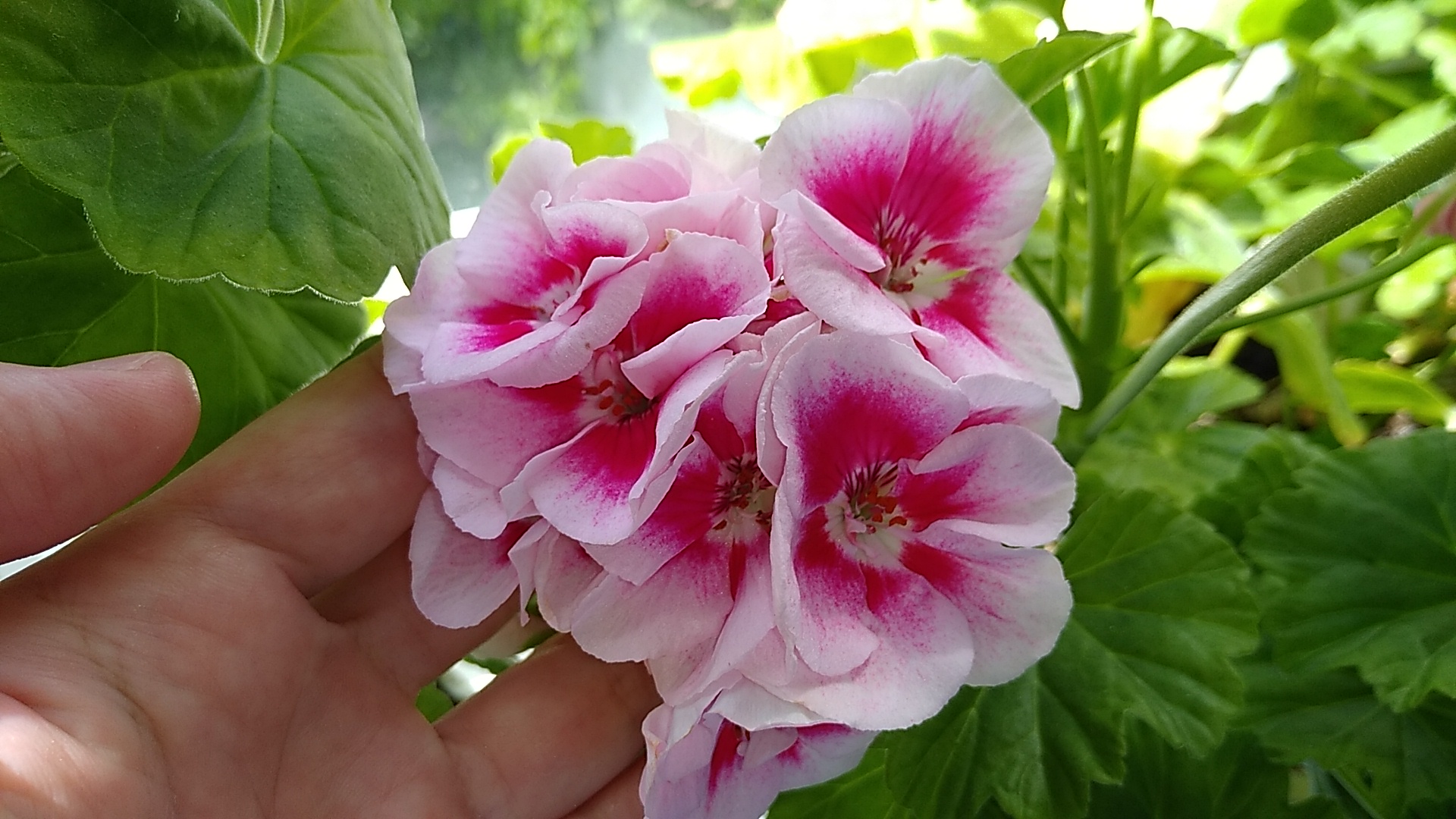 ПОЧЕМУ НЕ ЦВЕТЕТ ГЕРАНЬ, ПЕЛАРГОНИЯ_КАК ЗАСТАВИТЬ ГЕРАНЬ ЦВЕСТИ смотреть онлайн