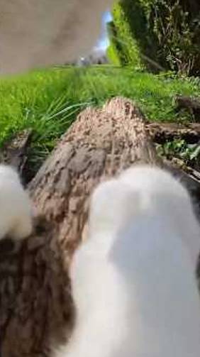 Говорят, кошки проводят 70% своей жизни во сне. 📣🐈 смотреть онлайн