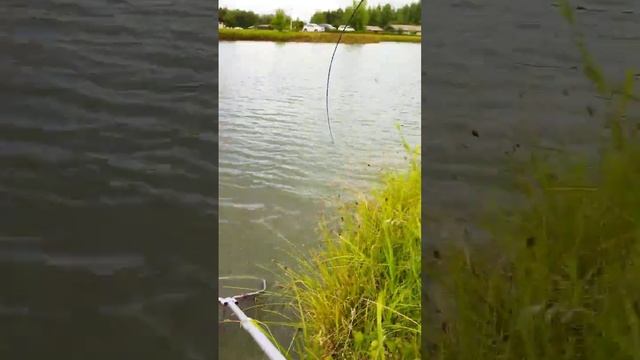 Спортивная рыбалка. Щука на 4,5 кг. Клуб Ихтиолог