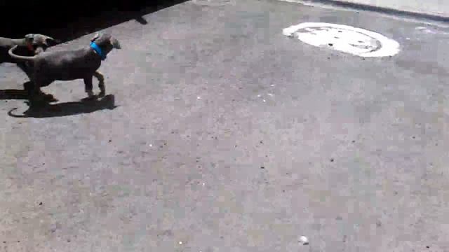 Doberman Puppy's isabella gray смотреть онлайн