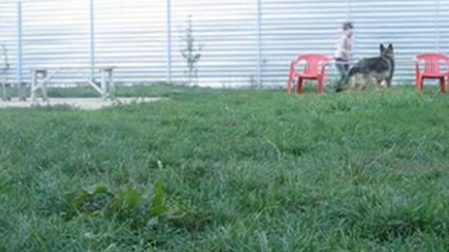 A L F A Домашнее аджилити и немного фристайла смотреть онлайн