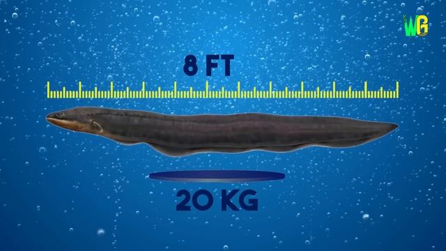 तबाही का दूसरा नाम है Electric Eel | How Much Current Electric Eel Produces? смотреть онлайн