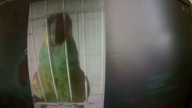 Попугай Поет Копирует Песню