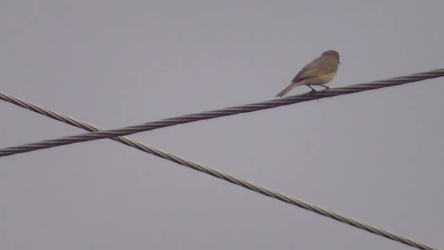 Горихвостка обыкновенная и пеночка теньковка сидят на проводах и поют. Пение птиц. Птицы Сибири. смотреть онлайн