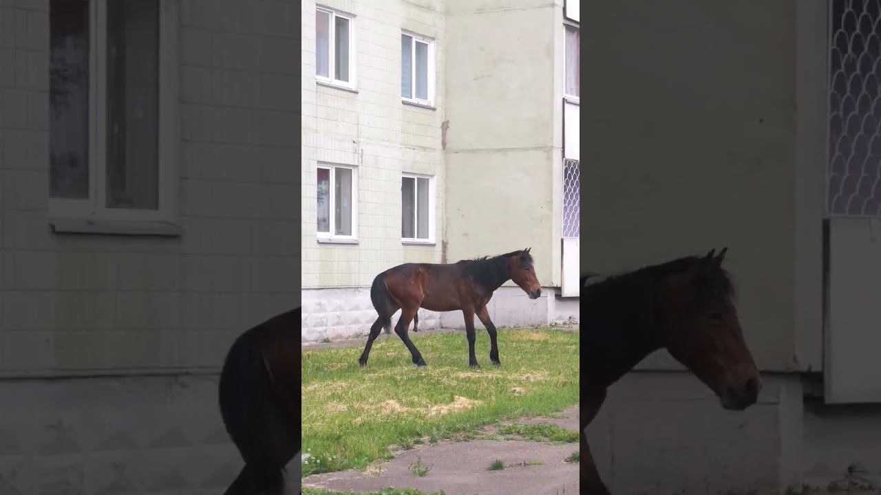 Кони в городе смотреть онлайн