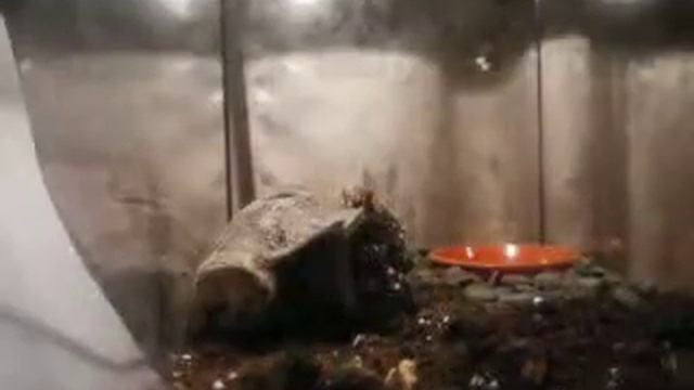 Паук птицеед кушает смотреть онлайн