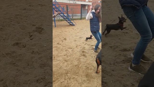 Самоизоляция, собаки же есть 😊 смотреть онлайн
