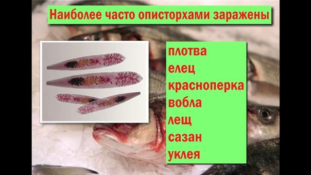 Вся рыба заражена паразитами!!! Всем любителям рыбы это нужно знать! смотреть онлайн