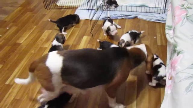 Чистка щенков бигля матерью. смотреть онлайн