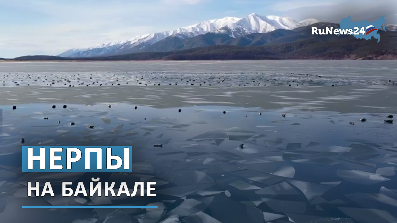 Как отдыхают нерпы?