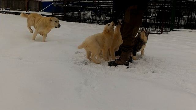Щенки сао смотреть онлайн