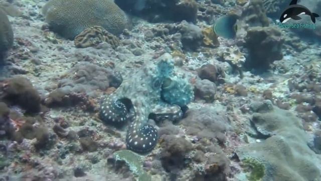 Смешные и страшные морские животные