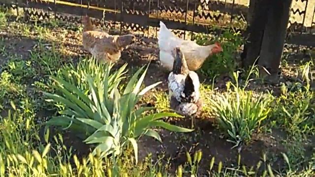 ??? Вьетнамские поросята и мои курочки // Vietnamese pigs and chickens смотреть онлайн