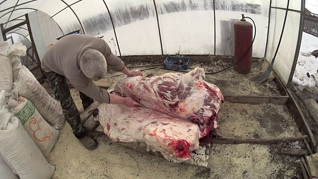 Снимаю шкуру с поросенка Взрослый Хряк, как обработать правильно смотреть онлайн