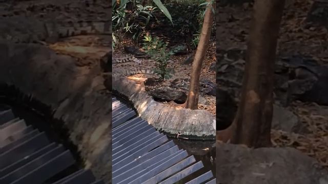 Крокодили Банконг Сафари смотреть онлайн