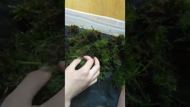 Стелю матик для улиток. Улитки ахатины. Моё первое видео. смотреть онлайн