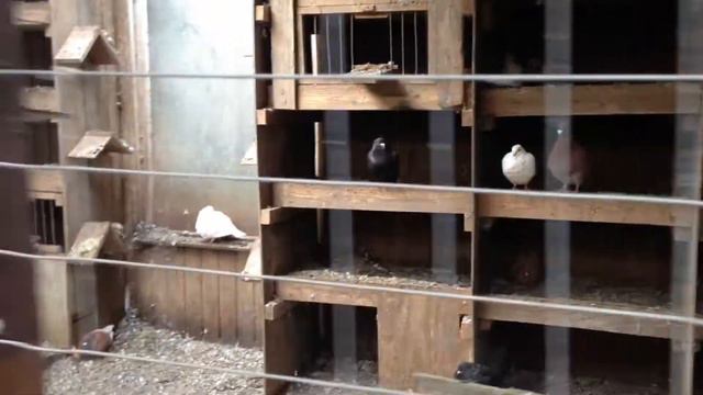 Домашний зоопарк смотреть онлайн