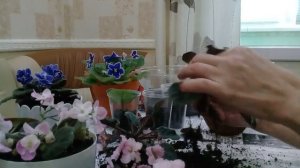 Пересадка и деление фиалок.