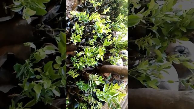 Kalamansi Seedlings from Department of Agriculture смотреть онлайн