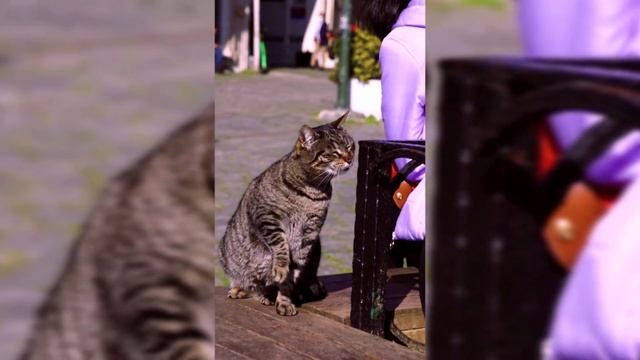 Dogs and cats смотреть онлайн