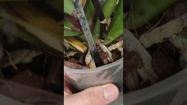 Выбираем орхидею. на что обратить внимание при покупке что не разочароваться смотреть онлайн