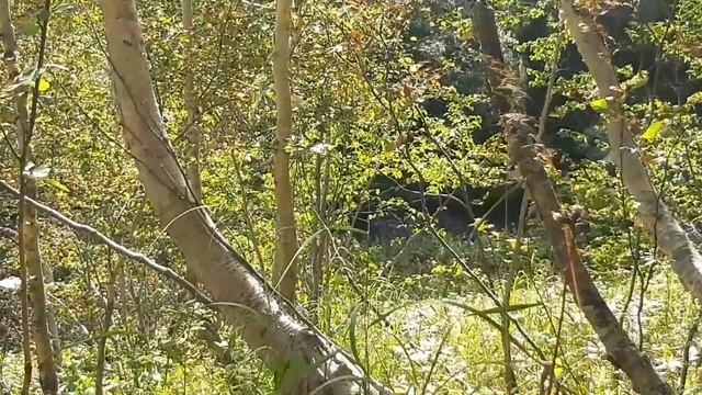 ПОЛЬЗА ЯГОДЫ КЛОПОВКИ, ОЗНОКОМЛЕНИЕ смотреть онлайн