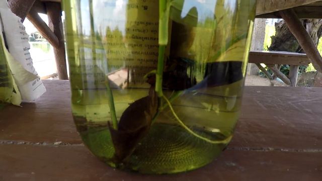 JOMTIEN FISHING PARK смотреть онлайн