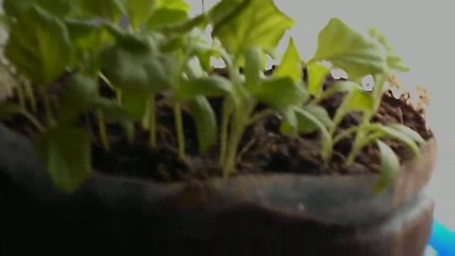 рассада смотреть онлайн