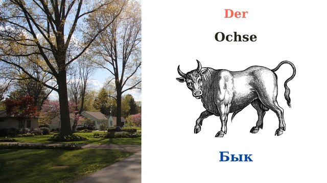 Домашние животные на немецком легко и быстро! #Deutschkurs!