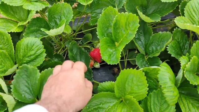 Клубника Азия, Альба, Клери Мурано, Мальга, Кабрилло, 07.06.21. Обзор сортов смотреть онлайн