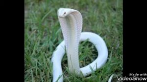 Интересные факты о змеях.