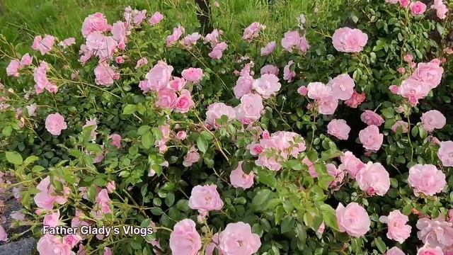 Pretty "Bonica 82" Rose. സുന്ദരി "ബോനിക്കാ 82" റോസ് . смотреть онлайн
