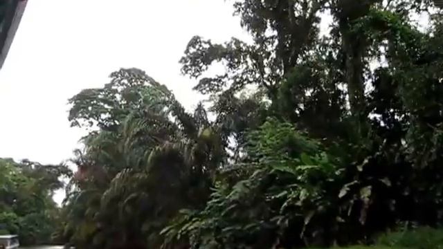Коста Рика, трансфер в Tortuguero на лодке смотреть онлайн