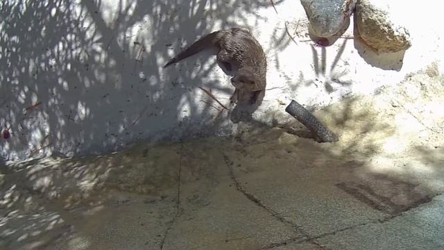Zoo park, otter, Selwo Aventura, Costa del Sol, Estepona, Málaga, Spain 2014 HD смотреть онлайн