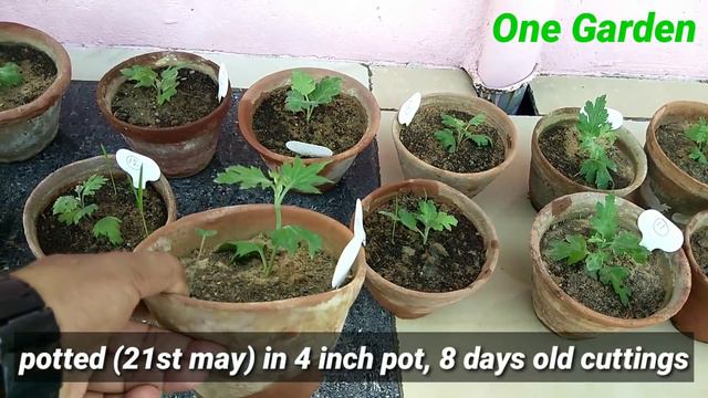 Chrysanthemum mother plant after cuttings, what to do? chrysanthemum mission 1000, 2019-20, Part 6 смотреть онлайн