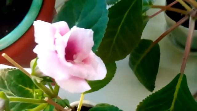 Зацвели глоксинии из семян смотреть онлайн