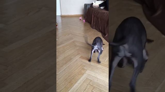 Silvento Isida - левретка/italian greyhound смотреть онлайн