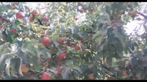 Сад и Огород 2017! Мои Яблони Сорт Спартан!! Максимальный Урожай!!!