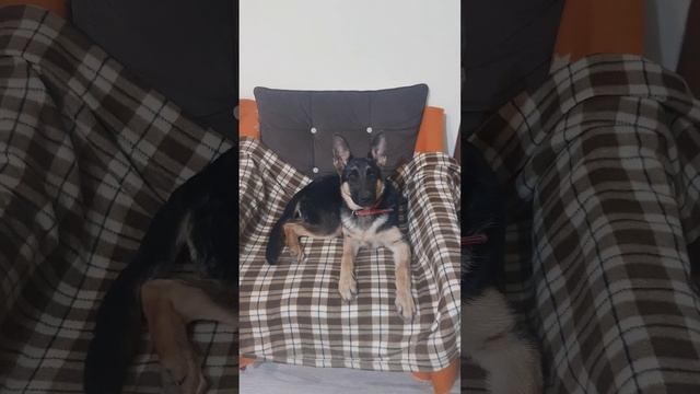 овчарка от 1 месяца до 1.5 года смотреть онлайн