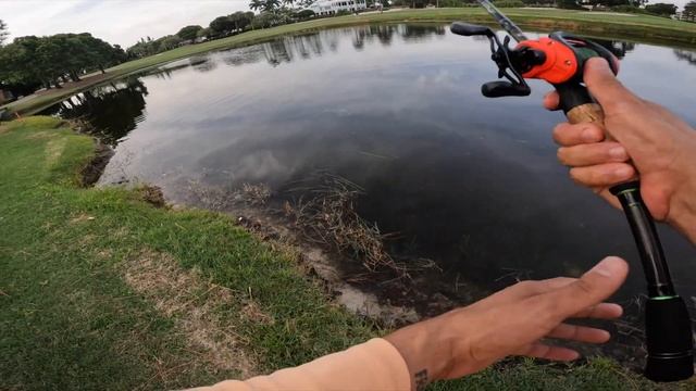 GOLF COURSE BASS FISHING!!! Insane Top Water Frog Bite! смотреть онлайн